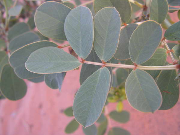 برگ سنا (بسته بندی 75 گرمی)